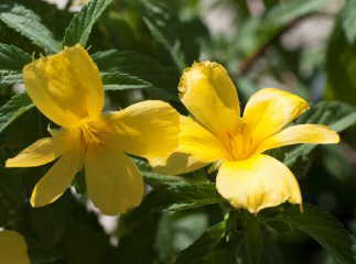 foto de damiana diffusa flor