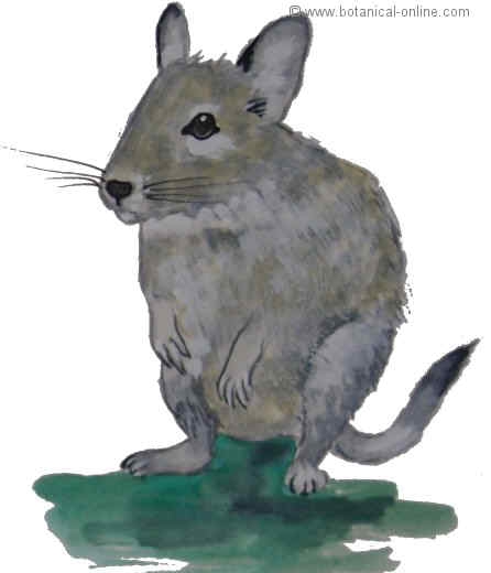 dibujo de degu