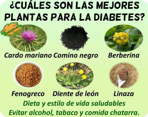 diabetes remedios con plantas medicinales curar tratamiento natural 