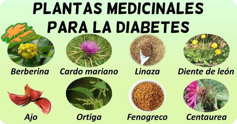 diabetes plantas medicinales curar tratamiento natural 