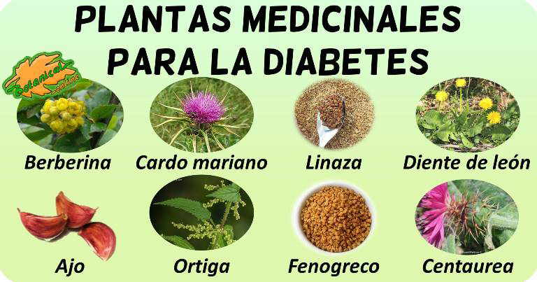 Medicina Natural Para La Diabetes Botanical Online