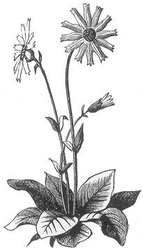 arnica montana