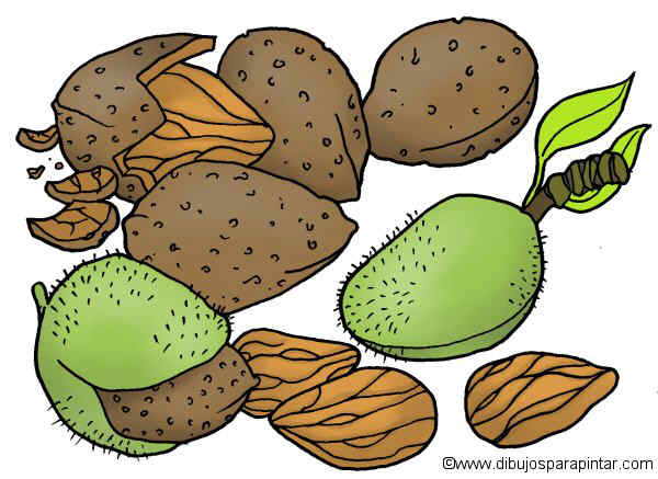 dibujo grande de almendras