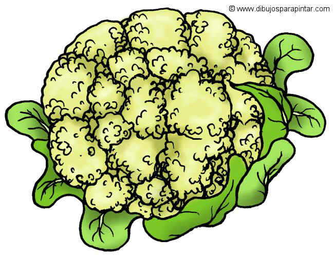 dibujo grande de coliflor