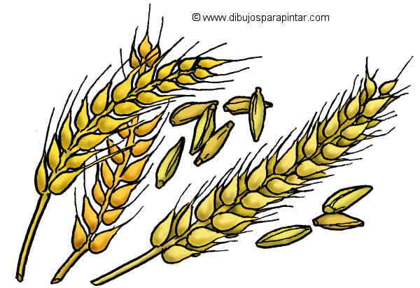  Dibujos de trigo – Botanical-online