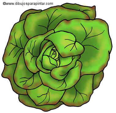 Dibujo de lechuga