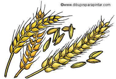 Dibujo de trigo