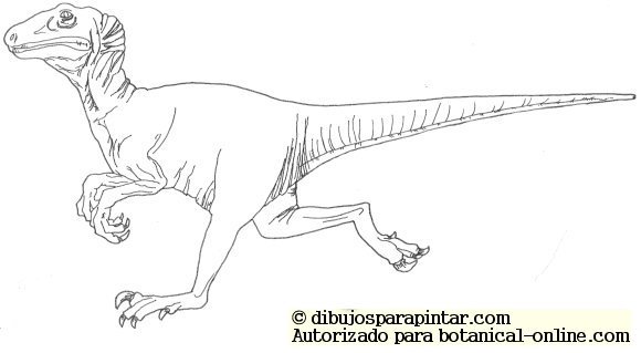 Dinosaurio Velociraptor – Botanical-online