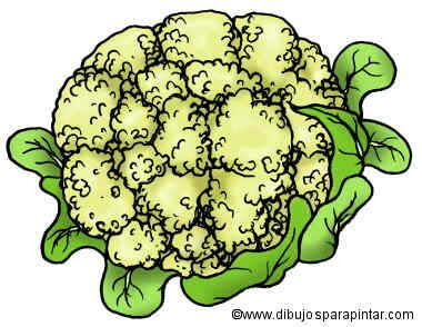 dibujo coliflor