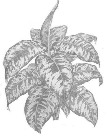 Dibujo de la planta