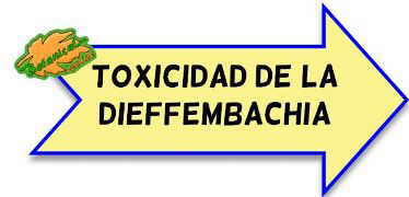 toxicidad dieffembaquia