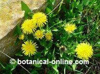 Plantas Curativas Para El Higado Botanical Online