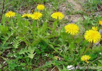 Propiedades y beneficios del diente de león – Botanical-online