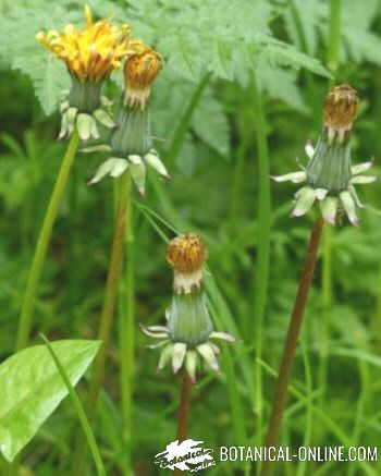 flores de diente de león