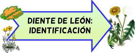 caracteristicas diente leon