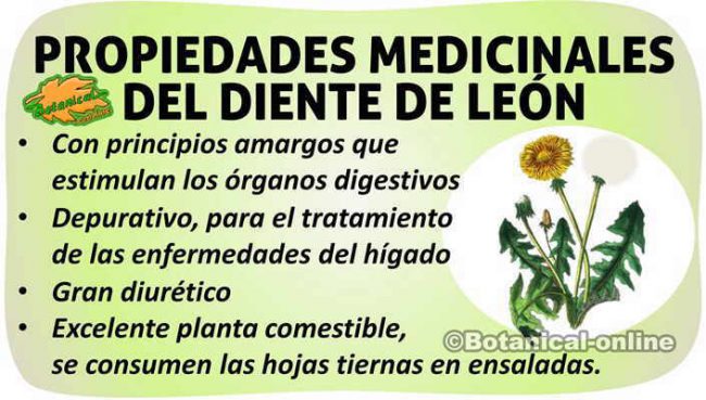 Propiedades del diente de león