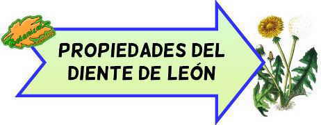 diente de leon propiedades