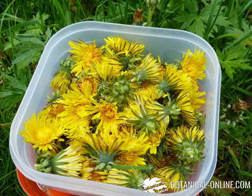 Diente de león en flor