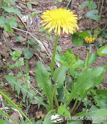 diente de león 