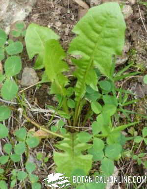 roseta de diente de león