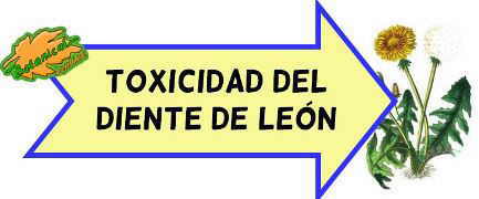 toxicidad del diente de leon