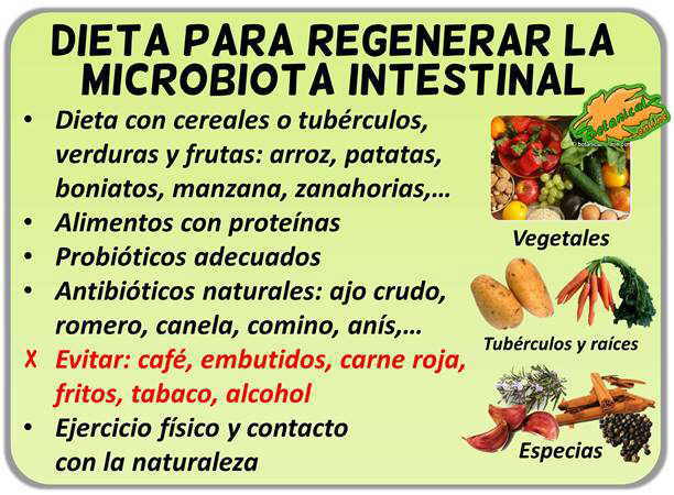 Dieta mejorar para la microbiota flora intestinal, disbiosis intestinal, probioticos, prebioticos