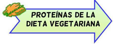dieta vegetariana y proteinas
