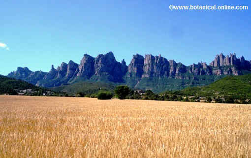 montañas de montserrat