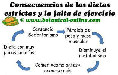 consecuencias de dietas estrictas y falta de ejercicio, efecto yo-yo y causas del metabolismo lento