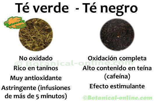 diferencias entre te verde y te negro propiedades