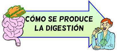 como se produce la digestion