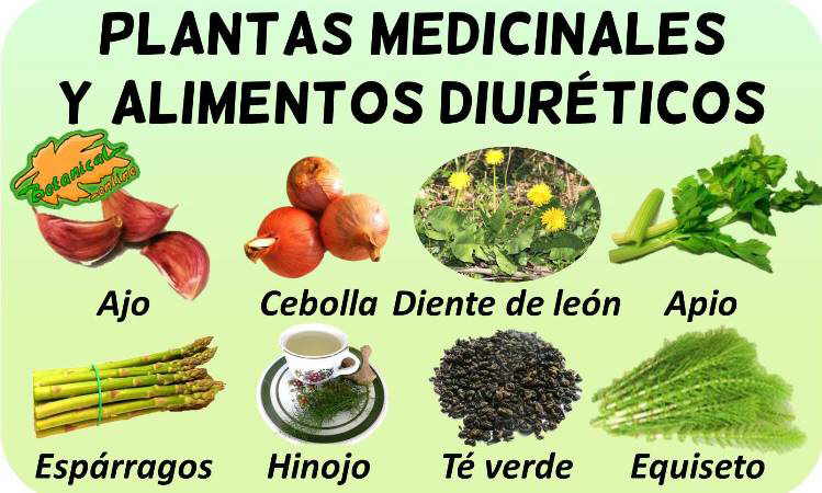 remedios diureticos tratamiento natural plantas medicinales