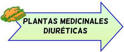 plantas medicinales diureticas