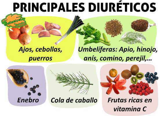 alimentos y plantas medicinales diureticas para infusiones 