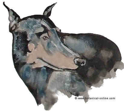 Dibujo de doberman 