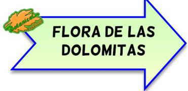 flora de las dolomitas