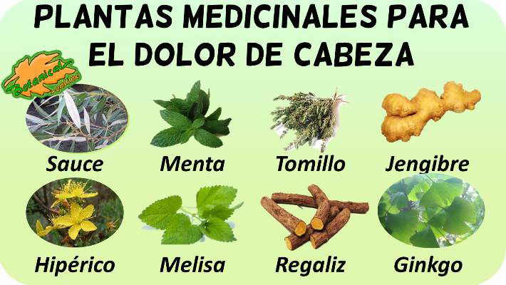 plantas medicinales para el dolor de cabeza o cefalea