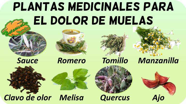 Tratamiento Natural Para El Dolor De Muelas Botanical Online