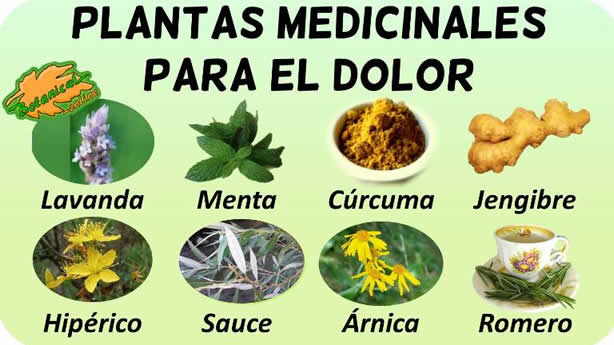 plantas medicinales para el dolor