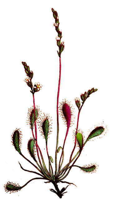 Ilustración botánica de la planta