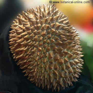 durian fruto