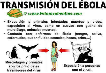 como se contagia el ebola, transmision