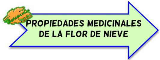 propiedades edelweiss flor nieve