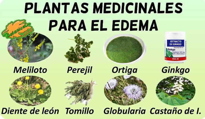 remedios edema tratamiento natural plantas medicinales