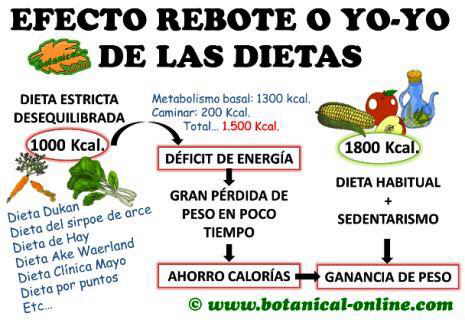 efecto rebote yo yo de las dietas, dieta estricta, perder kilos, ahorro de calorías y ganancia de peso, 