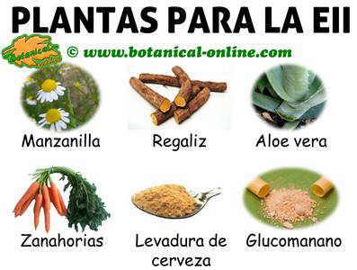 plantas y remedios para la enfermedad inflamatoria intestinal o eii