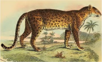 leopardo