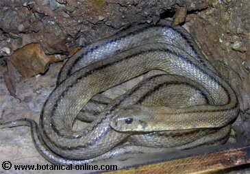 Culebra de escalera (Elaphe scalaris)