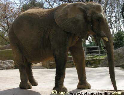 Caracter sticas Del Elefante Africano Botanical online