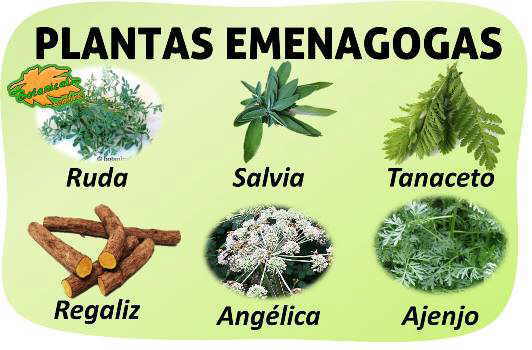 plantas emenagogas remedios abortivo ruda salvia angelica ajenjo